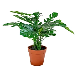BOLIGINTERIØR MONSTERA KUNSTIG PLANTE 30 CM