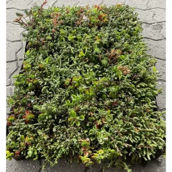 GROWTEK SEDUMBAKKE