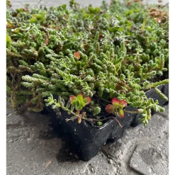 GROWTEK SEDUMBAKKE
