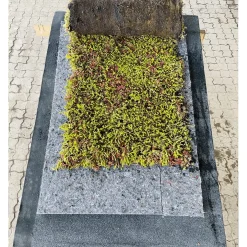 GROWTEK SEDUMPLUS SEDUMMÅTTE